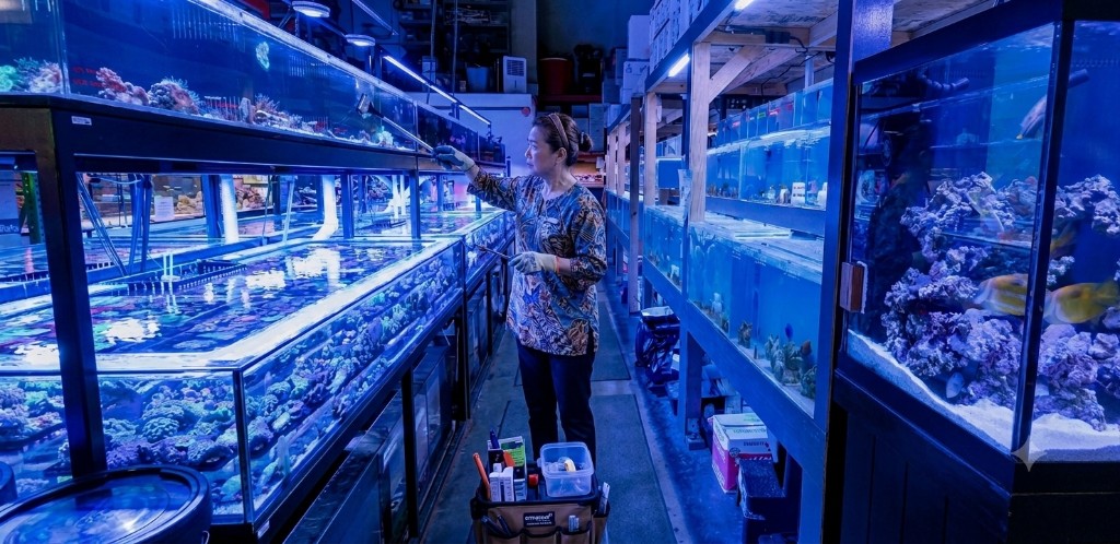 SuperShrimp team maintaining coral aquaculture tanks